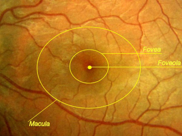 Вижу желтое пятно. Макула и фовеа. Макула сетчатки анатомия. Фовеола фовеа.
